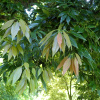 Дуб мирзинолистный (Quercus myrsinifolia) 10 шт, семена