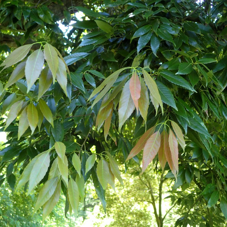 Дуб мирзинолистный (Quercus myrsinifolia) 10 шт, семена