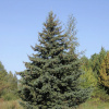 Ель сибирская голубая (лат. Picea sibirica var. coerulea), семена