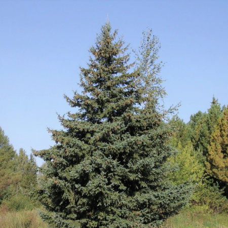 Ель сибирская голубая (лат. Picea sibirica var. coerulea), семена