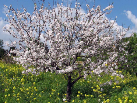 Миндаль сладкий, или Миндаль обыкновенный (лат. Prunus dulcis) 10 шт, семена