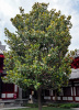 Магнолия крупноцветковая  (лат. Magnolia grandiflora), семена