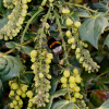 Магония Биля (лат. Mahonia bealei), семена