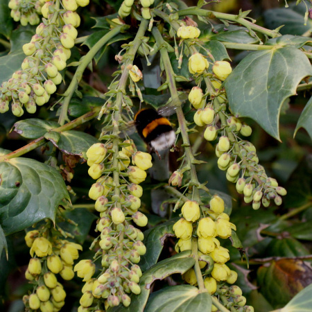 Магония Биля (лат. Mahonia bealei), семена