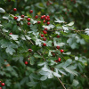 Боярышник однопестичный (лат. Crataegus monogyna), семена