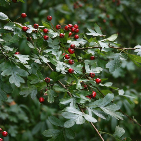 Боярышник однопестичный (лат. Crataegus monogyna), семена