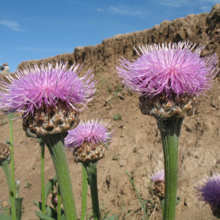 Левзея сафлоровидная, или Маралий корень (лат. Rhaponticum carthamoides), семена 0,2 грамма