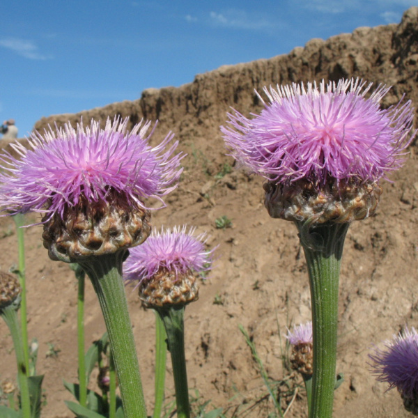 Левзея сафлоровидная, или Маралий корень (лат. Rhaponticum carthamoides), семена 0,2 грамма