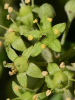 Плющ обыкновенный (лат. Hedera helix), семена