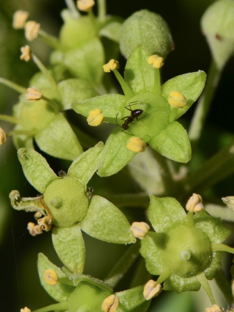 Плющ обыкновенный (лат. Hedera helix), семена