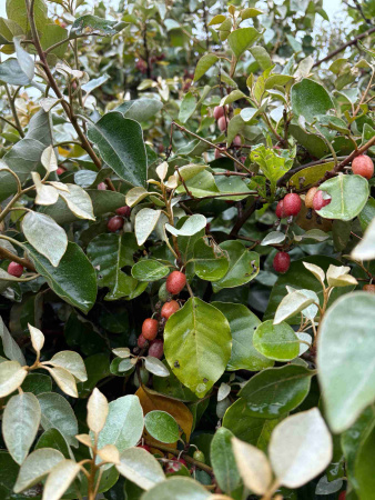 Лох крупнолистный (лат. Elaeagnus macrophylla), семена