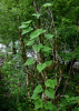 Тамус обыкновенный "Адамов корень" (лат. Dioscorea communis), семена