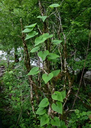 Тамус обыкновенный "Адамов корень" (лат. Dioscorea communis), семена