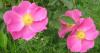 Шиповник донецкий бесшипный (лат. Rosa donetzica), семена