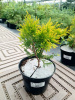 Туя западная Санкист (Thuja occidentalis 'Sunkist'), семена
