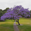 Жакаранда мимозолистная "Фиалковое дерево" (лат. Jacaranda mimosifolia), семена