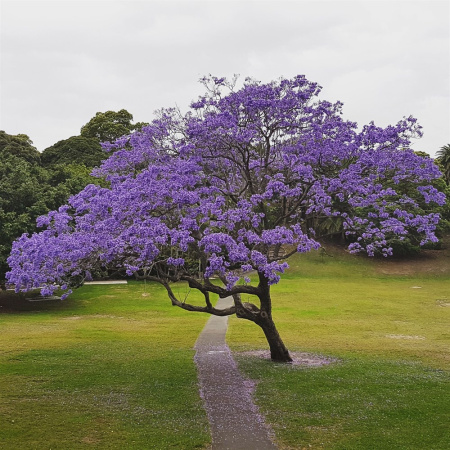 Жакаранда мимозолистная "Фиалковое дерево" (лат. Jacaranda mimosifolia), семена