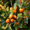 Хурма виргинская, или Хурма американская (лат. Diospyros virginiana), семена