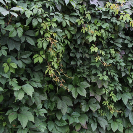 Виноград девичий пятилисточковый (лат. Parthenocissus quinquefolia), семена