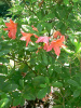 Рододендрон японский (лат. Rhododendron japonicum), семена 0,05 грамма