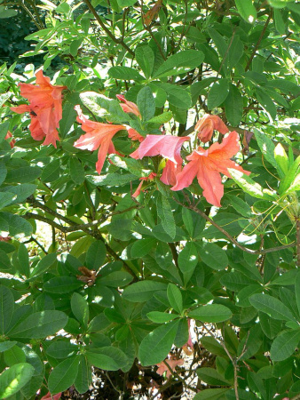 Рододендрон японский (лат. Rhododendron japonicum), семена 0,05 грамма