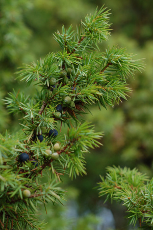 Можжевельник обыкновенный (лат. Juniperus communis), семена