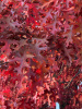 Дуб шарлаховый (лат. Quercus coccinea) 10 штук, семена