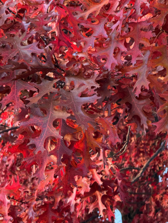 Дуб шарлаховый (лат. Quercus coccinea) 10 штук, семена