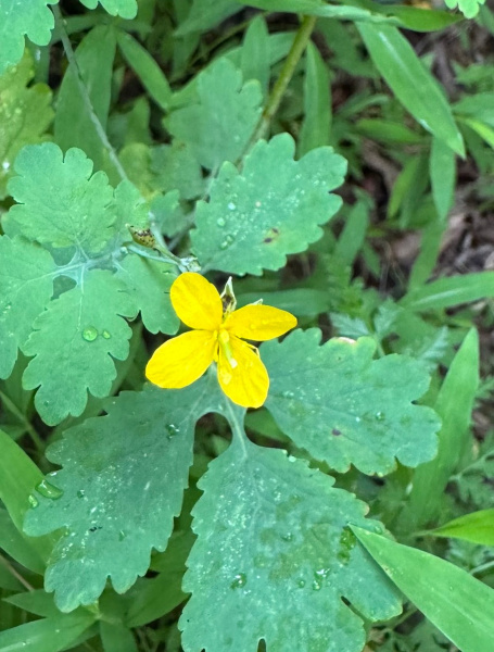 Чистотел большой (лат. Chelidonium majus), семена