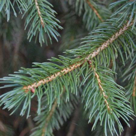 Ель тянь-шаньская, или Ель тяньшанская (лат. Picea schrenkiana subsp. tianschanica), семена