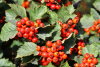 Боярышник сибирский (лат. Crataegus sanguinea), семена