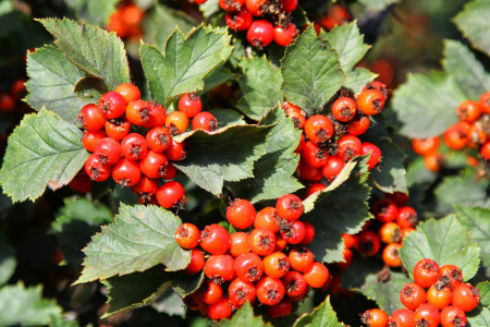 Боярышник сибирский (лат. Crataegus sanguinea), семена