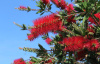 Каллистемон лимонный (лат. Callistemon сitrinus), семена 0,2 грамма