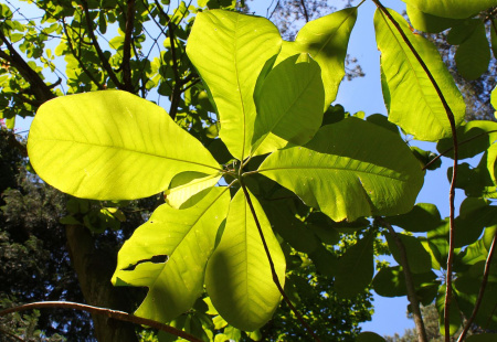 Магнолия лекарственная (лат. Magnolia officinalis), семена 