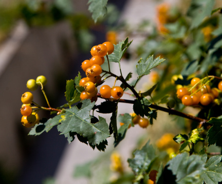 Боярышник алтайский (лат. Crataegus altaica), семена