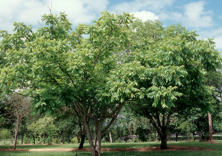 Орех Зибольда Тульский (лат. Juglans sieboldiana "Тульский") 10 шт, семена