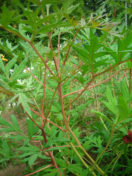 Пион Делавея (лат. Paeonia delavayi), семена