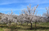 Абрикос обыкновенный (лат. Prunus armeniaca), сеянец, 1 шт 