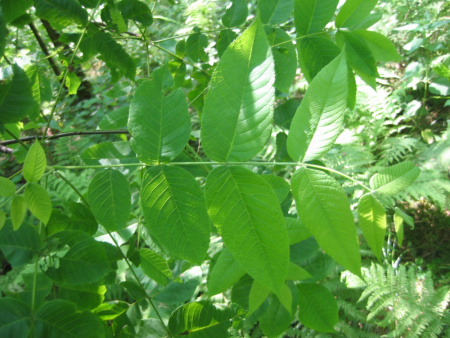 Ясень американский 'Autumn Purple' (лат. Fraxinus americana 'Autumn Purple'), семена