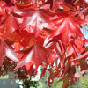 Ликвидамбар смолоносный, или амбровое дерево (лат. Liquidambar styraciflua), семена 0,2 грамма