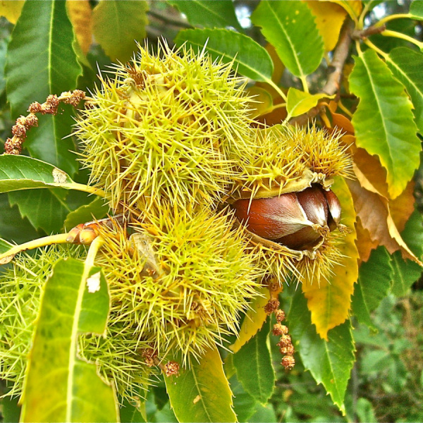 Каштан городчатый, или Каштан японский (лат. Castanea crenata) 5 штук, семена