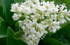 Бирючина блестящая (лат. Ligustrum lucidum), семена