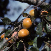 Хурма виргинская, или Хурма американская (лат. Diospyros virginiana), семена