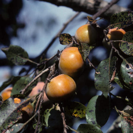 Хурма виргинская, или Хурма американская (лат. Diospyros virginiana), семена