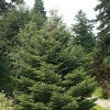 Пихта цельнолистная (лат. Abies holophylla) с зеленой шишкой, семена