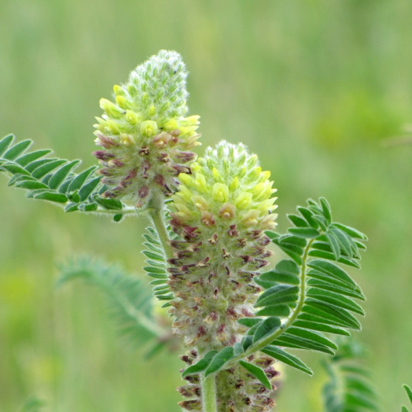 Астрагал лисохвостный (лат. Astragalus alopecurus), семена 