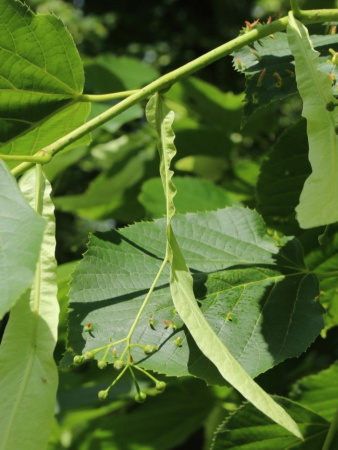 Липа американская (лат. Tilia americana), семена