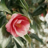 Камелия японская (лат. Camellia japonica), семена