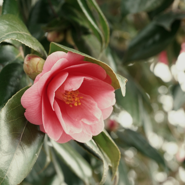 Камелия японская (лат. Camellia japonica), семена