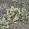 Кактус Опунция Каманчская зимующий (лат. Opuntia camanchica Engelm.), семена 0,2 грамма